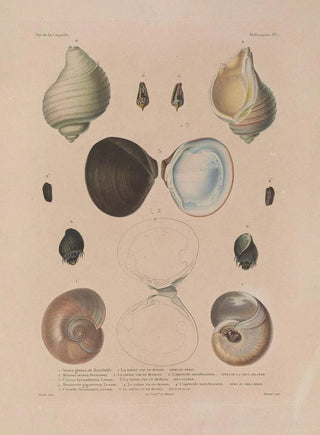 LouisIsidore Duperrey - Voyage autour du monde Pl056.webp