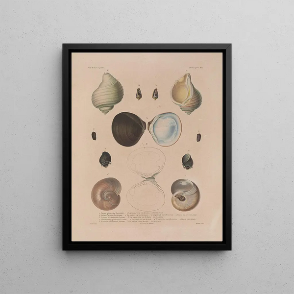 Voyage around the World Pl. 056 - Louis-Isidore Duperrey — framed artwork on a wall