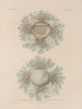 Voyage around the World Pl. 057 - Louis-Isidore Duperrey — artwork view