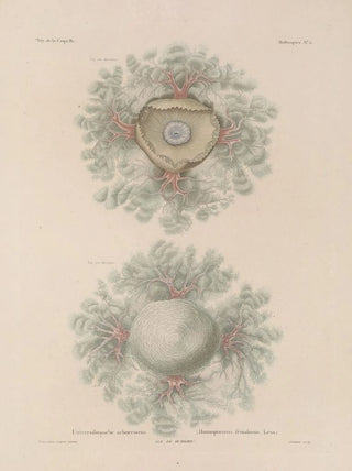 LouisIsidore Duperrey - Voyage autour du monde Pl057.webp