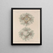 Voyage around the World Pl. 057 - Louis-Isidore Duperrey — framed artwork on a wall
