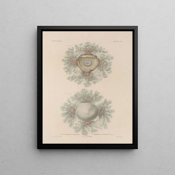 Voyage around the World Pl. 057 - Louis-Isidore Duperrey — framed artwork on a wall
