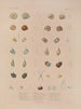 Voyage around the World Pl. 058 - Louis-Isidore Duperrey — artwork view