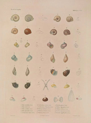 LouisIsidore Duperrey - Voyage autour du monde Pl058.webp