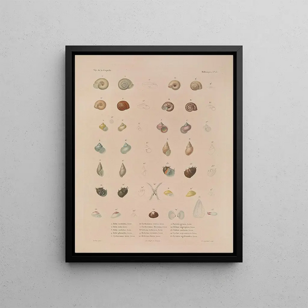 Voyage around the World Pl. 058 - Louis-Isidore Duperrey — framed artwork on a wall