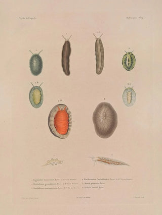 LouisIsidore Duperrey - Voyage autour du monde Pl059.webp