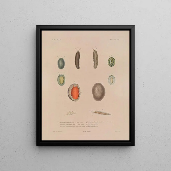 Voyage around the World Pl. 059 - Louis-Isidore Duperrey — framed artwork on a wall