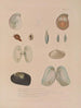 Voyage around the World Pl. 060 - Louis-Isidore Duperrey — artwork view