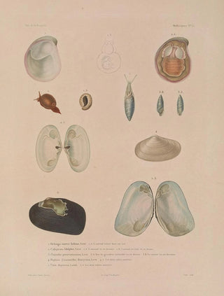 LouisIsidore Duperrey - Voyage autour du monde Pl060.webp