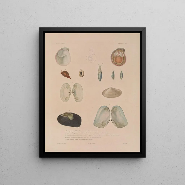 Voyage around the World Pl. 060 - Louis-Isidore Duperrey — framed artwork on a wall