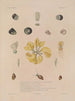 Voyage around the World Pl. 061 - Louis-Isidore Duperrey — artwork view