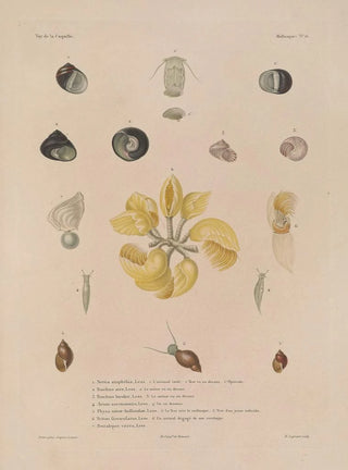LouisIsidore Duperrey - Voyage autour du monde Pl061.webp