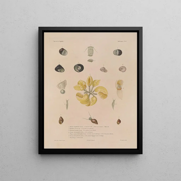 Voyage around the World Pl. 061 - Louis-Isidore Duperrey — framed artwork on a wall