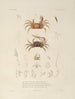 Voyage autour du monde Pl. 062 - Louis-Isidore Duperrey — artwork view