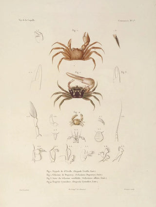 LouisIsidore Duperrey - Voyage autour du monde Pl062.webp
