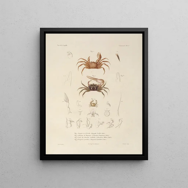 Voyage autour du monde Pl. 062 - Louis-Isidore Duperrey — framed artwork on a wall