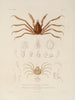 Voyage around the World Pl. 063 - Louis-Isidore Duperrey — artwork view