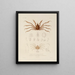 Voyage around the World Pl. 063 - Louis-Isidore Duperrey — framed artwork on a wall