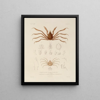 LouisIsidore Duperrey - Voyage autour du monde Pl063.webp