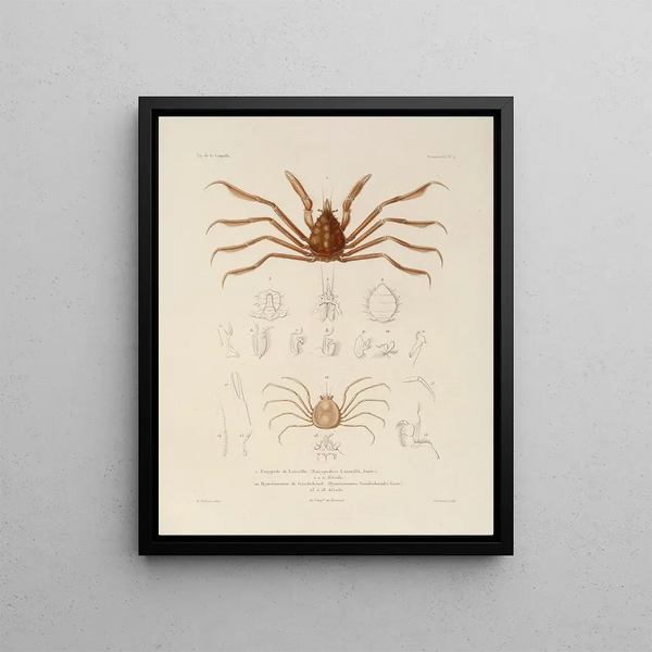 Voyage around the World Pl. 063 - Louis-Isidore Duperrey — framed artwork on a wall