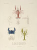 Voyage around the World Pl. 064 - Louis-Isidore Duperrey — artwork view