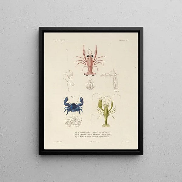 Voyage around the World Pl. 064 - Louis-Isidore Duperrey — framed artwork on a wall