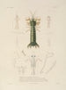 Voyage autour du monde Pl. 065 - Louis-Isidore Duperrey — artwork view