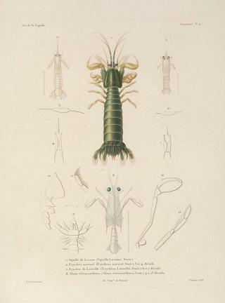 LouisIsidore Duperrey - Voyage autour du monde Pl065.webp