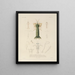 Voyage autour du monde Pl. 065 - Louis-Isidore Duperrey — framed artwork on a wall