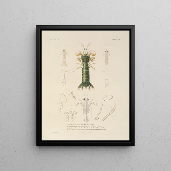 Voyage autour du monde Pl. 065 - Louis-Isidore Duperrey — framed artwork on a wall