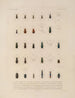 Voyage autour du monde Pl. 066 - Louis-Isidore Duperrey — artwork view