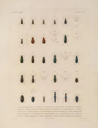 LouisIsidore Duperrey - Voyage autour du monde Pl066.webp