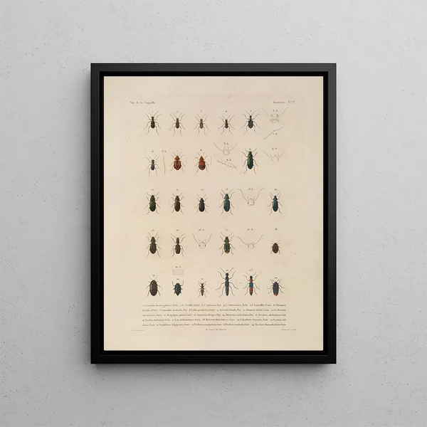 Voyage autour du monde Pl. 066 - Louis-Isidore Duperrey — framed artwork on a wall