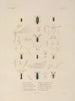 Voyage autour du monde Pl. 067 - Louis-Isidore Duperrey — artwork view