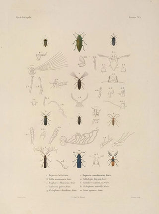 LouisIsidore Duperrey - Voyage autour du monde Pl067.webp