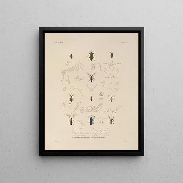 Voyage autour du monde Pl. 067 - Louis-Isidore Duperrey — framed artwork on a wall