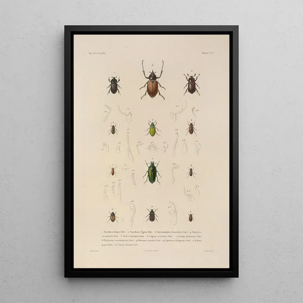Voyage autour du monde Pl068 - Louis-Isidore Duperrey — framed artwork on a wall