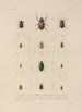 Voyage autour du monde Pl068 - Louis-Isidore Duperrey — artwork view