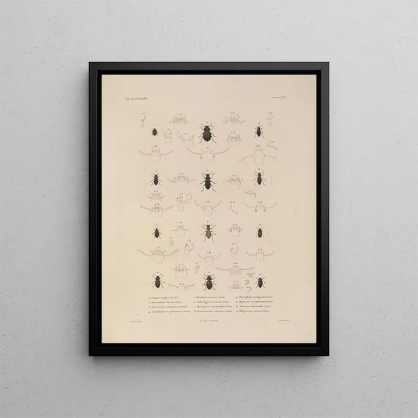 Voyage around the World Pl. 069 - Louis-Isidore Duperrey — framed artwork on a wall