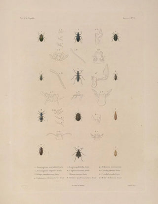 LouisIsidore Duperrey - Voyage autour du monde Pl070.webp