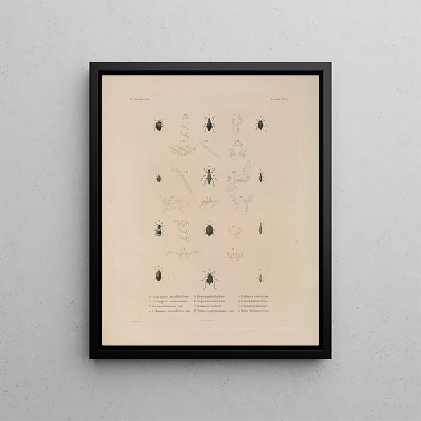 Voyage autour du monde Pl. 070 - Louis-Isidore Duperrey — framed artwork on a wall
