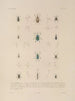 Voyage around the World Pl. 071 - Louis-Isidore Duperrey — artwork view