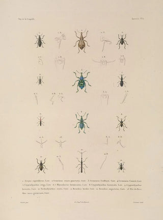 LouisIsidore Duperrey - Voyage autour du monde Pl071.webp