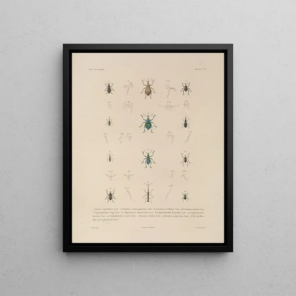 Voyage around the World Pl. 071 - Louis-Isidore Duperrey — framed artwork on a wall