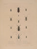 Voyage autour du monde Pl072 - Louis-Isidore Duperrey — artwork view