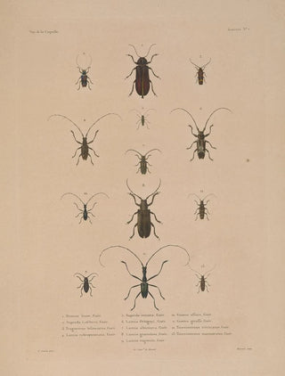 LouisIsidore Duperrey - Voyage autour du monde Pl072.webp