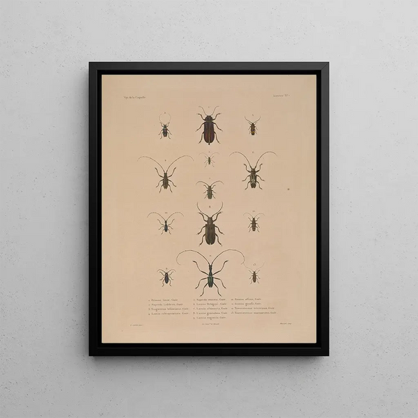 Voyage autour du monde Pl072 - Louis-Isidore Duperrey — framed artwork on a wall