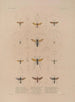 Voyage autour du monde Pl073 - Louis-Isidore Duperrey — artwork view