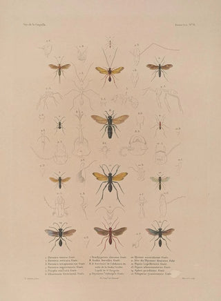 LouisIsidore Duperrey - Voyage autour du monde Pl073.webp