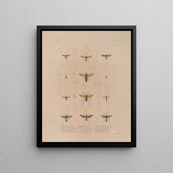 Voyage autour du monde Pl073 - Louis-Isidore Duperrey — framed artwork on a wall